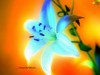 Blue lily