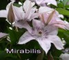 Mirabilis