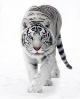 whitetigress