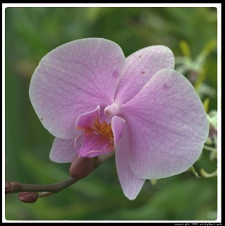 ORCHIDEA