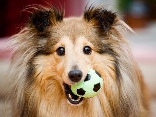 Sheltie