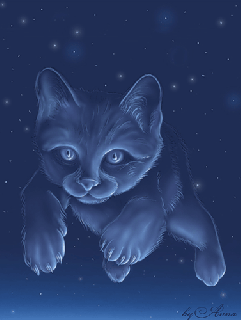 starry cat