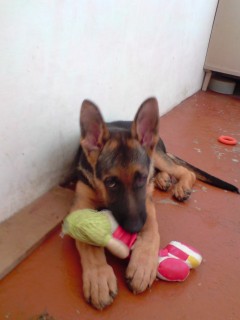 Lyli Lyli