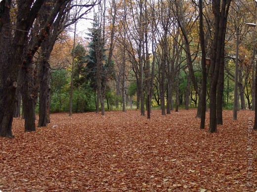 Лес, точно терем расписной,
Лиловый, золотой, багряный,
Веселой, пестрою стеной
Стоит над светлою поляной.
И.Бунин (фото 4)