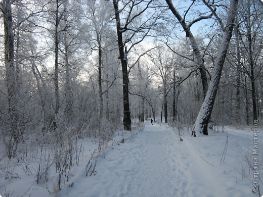 Зима. Солнечный день. (фото 1)