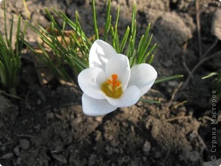 И белый радует цветением, но пока только один (фото 4)