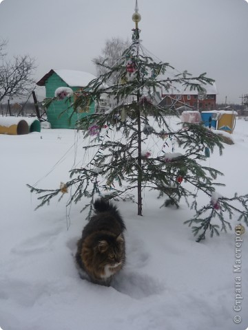 А это в деревне. Я извиняюсь за моего котика. Фоткали и его тоже, поэтому другой фото не оказалось. (фото 2)