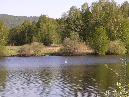 Озерко в нашей деревеньке (их много) и лебеди. (фото 18)