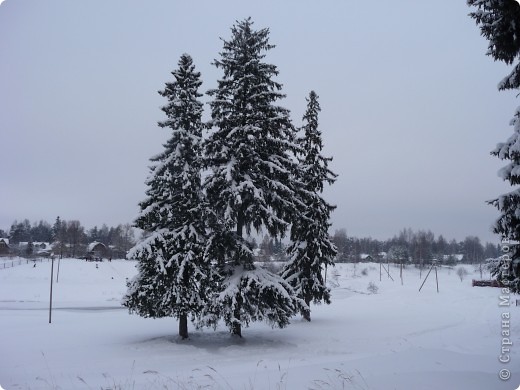 Ели-великаны. (фото 4)