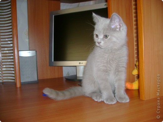 Наш Британский короткошерстный котик Барни. (фото 1)