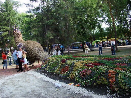 А этот прекрасный павлин, пожалуй, одно из самых ярких событий выставки "Флора" последних лет.  (фото 12)