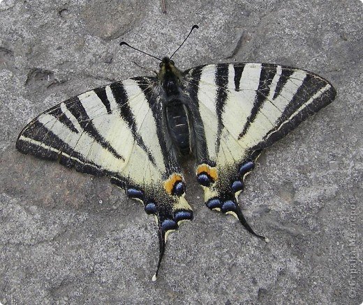 Подалирий (лат. Iphiclides podalirius) — бабочка семейства парусников. Вид назван в честь Подалирия, в древнегреческой мифологии — знаменитого врача, сына Асклепия и Эпионы. (фото 1)