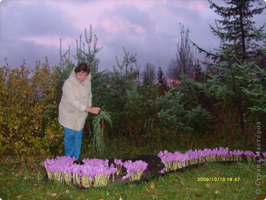 Соликамский дендропарк ( ноябрь 2009 ) (фото 30)