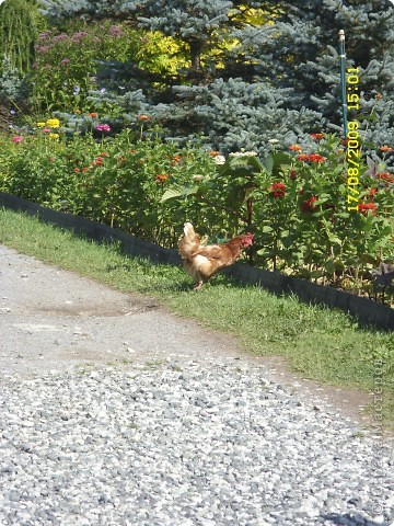 Соликамский дендрариум (Август 2009) (фото 12)