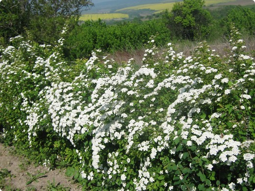 от далеч-едната ни ограда е от този храст (фото 4)