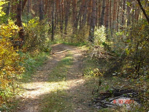 Осень глазами семилетнего человека (фото 5)