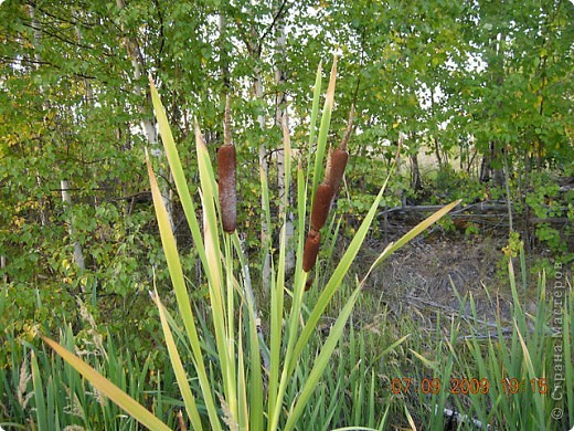  Рогоз часто называют камышом, хотя Камыш (Scirpus) это совершенно другое растение из семейства Осоковые (Cyperaceae).»
Интересную информацию о рогозе можно прочитать на сайте:
 Архив Природы России «Красота спасет мир!» 
     http://xn--80ahlydgb.xn--p1ai/grasses/rogoz.php
Рогоз произрастает практически на всей территории нашей страны, поэтому проблем с его сбором, думаю, не будет. Даже у нас на севере его вполне достаточно, хотя он у нас более хрупкий, чем заготовленный в средней полосе России. Собирать рогоз для осенних поделок лучше в сентябре. Для его хранения хорошо подходит сухое, проветриваемое помещение. 
 (фото 2)