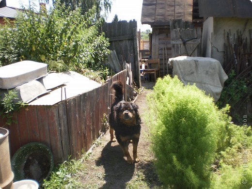 Моя собака Дружок жила на огороде пока шло строительство. (фото 19)