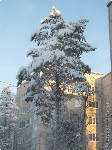 А это уже на закуску. когда строили дома на месте леса в нашем районе, старались как можно больше оставлять деревьев. Вот эта сосна у нашего дома. Она вровень с домом. (фото 50)