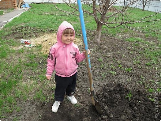 А это в прошлом году старшая (из представленных) помошница))
.....И вскопает.... (фото 6)