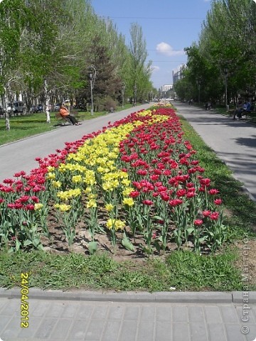 На 1 МАЯ тюльпаны отцвели и радует сирень! А вот к 9 Мая и сирень отцветет! (фото 4)