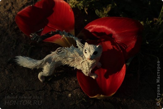 Горностай Дождь. На фоне красного бархата тюльпана. Прямо царственная особа. (фото 9)