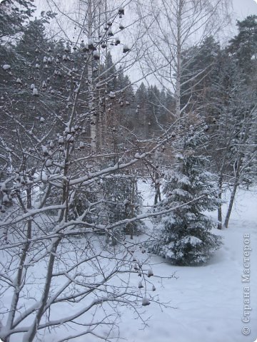 Фотографировала я. Лес во всё окно!!! (фото 38)