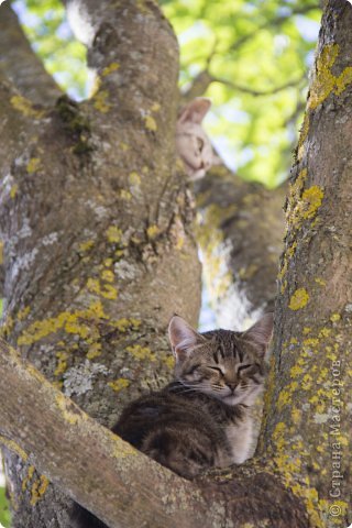 Никому ненужные котята... (фото 2)