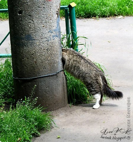 Любопытная кошка что-то искала в фонарном столбе. (фото 5)