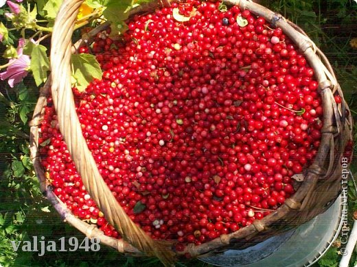 А в завершении всего угощаю любимой, самой спелой, самой вкусной ягодкой из леса- БРУСНИЧКОЙ!!!!!  (фото 18)