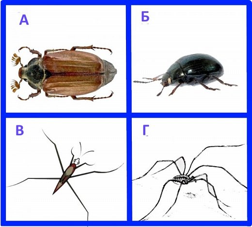 Игра «четвертый лишний».
Проверяли навыки счета до шести. Это помогло нам научиться  отличать насекомых от других букашек.  
 (фото 11)