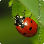 В англоязычных странах (Англия, Австралия) божью коровку называют Ladybird, Ladybug или Lady Beetle. Объединяющее эти названия слово "Lady" подразумевает Деву Марию, соответственно божья коровка в католических странах считается насекомым Божьей Матери. Само собой, что убивать его нельзя. И во многих других европейских странах божья коровка связывалась с Богоматерью (отсюда ее названия в разных европейских языках: птица Богоматери, жук Марии).
В Болгаpии ее называют "божья кpасавица"; в Германия и Швейцарии - "свечка Божа", жук Маpии, божья птичка/лошадка, золотой петушок, солнечная птичка, солнечный петушок, солнечный теленок, во Фpанции - куpочка Бога, животное Бога, цыпленок святого Михаила; в Литве - "божья Маpьюшка"; в Чехии, Словакии и на Украине - солнышко; в Аргентине - коровка Святого Антония, а в Таджикистане - краснобородый дедушка.
Талисман с изображением божьих коровок всегда приносил удачу. И чем больше было черных пятнышек на спинке этого насекомого, тем сильнее был талисман.


Божья Коровка – насекомое, атрибут Богородицы.
Англичане называют ее «птицей леди». Такой эпитет использовался в честь Девы Марии, она же «Леди всех христиан», «Госпожа». Красный цвет божьей коровки ассоциируется с цветом плаща Девы Марии. Кроме того, по средневековой иконографической традиции Богородицу изображали в красных одеяниях. Божью коровку особенно любят дети. До сих пор существует представление, что убить божью коровку – значит накликать на себя беду.
В Средние века по точкам, расположенным на панцире божьей коровки, осуществлялась мантическая практика. (фото 9)