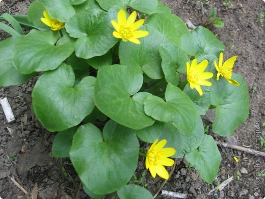 Я НЕ УВЕРЕНА В НАЗВАНИИ ЭТОГО ЦВЕТКА.
(ЛАПЧАТКА) ЕСЛИ ЧТО ПОДСКАЖИТЕ (фото 3)