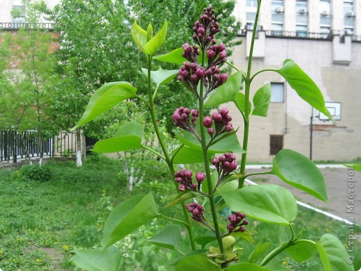 Желтое солнышко. Сирень. (фото 7)