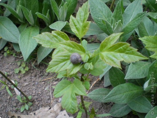 Малютка (фото 3)