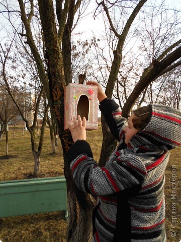 синица, взяв семечко (например подсолнечника), не пытается его очистить. Вместо этого, прижав семянку лапкой к ветке, птица ловко пробивает её клювом и выклёвывает мякоть. Причём даже если в лапке окажется уже расколотое пополам семечко, она все равно будет упорно отщипывать кусочки мякоти, вместо того чтобы проглотить всё целиком; (фото 6)