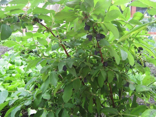 Жимолость самая ранняя, мало-коаорийная и вкусная ягодка. (фото 7)