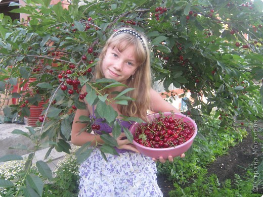 Наша красавица черешня. (фото 8)