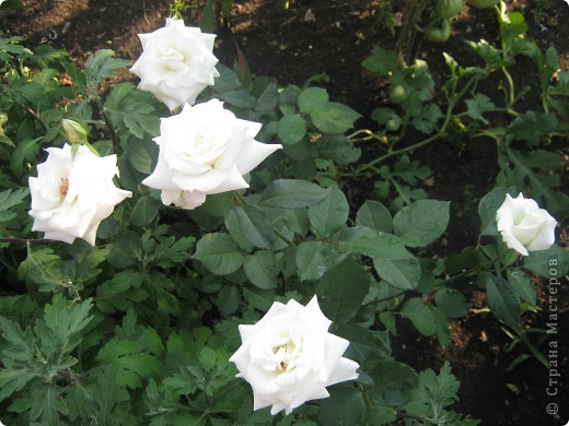 Весенние деньки я вместе с родителями на посадку растений,украшения сада и прочие мелочи.
Как я люблю свой огород аромат цветов, хруст огурцов, перца яблок. Всем наверно хочется попробовать экзотические фрукты и овощи а сочные ягоды по утрам это прелесть и т.д.
Папа отвечает за декор.
Мама за сами растения "ухаживает".
Ну а я всегда вношу какие-то нотки в посадке или декоре а также помогаю если что-то нужно и т.д
Роза символ- чувственности. (фото 3)