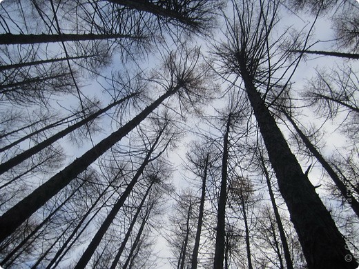 Я всегда удивлялась, как у людей получаются такие фотографии? Теперь у меня тоже есть такие высокие деревья, кроны прямо в небо. Это дендропарк Всероссийского научно-исследовательского института лесоводства и механизации лесного хозяйства. Жители города говорят просто - лес у ВНИИЛМа. (фото 4)