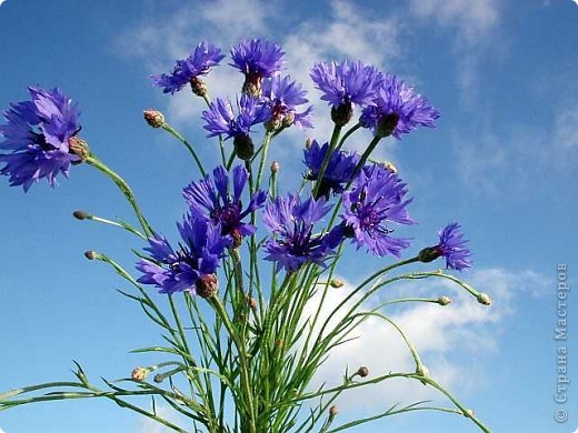 Василек синий (Centaurea cyanus) – имеет так же целый ряд других русских названий, а именно: волошка, блават, ласкутница, синецветка, синюшник, синька и другие. Представляет собой двух- или однолетнее травянистое растение семейства сложноцветных, с прямостоячим стеблем до 80 см высотой. Листья серо-зеленые, очередные, паутинно-шерстистые. Нижние листья – черешковые, а остальные – линейные, сидячие, цельно-крайние. Соцветия – одиночные корзинки, расположенные на концах безлистых частей стеблей. У растения очень красивые синие, голубые или лазоревые цветки. Цветет с начала июня до поздней осени. (фото 6)