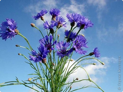 Василек синий (Centaurea cyanus) – имеет так же целый ряд других русских названий, а именно: волошка, блават, ласкутница, синецветка, синюшник, синька и другие. Представляет собой двух- или однолетнее травянистое растение семейства сложноцветных, с прямостоячим стеблем до 80 см высотой. Листья серо-зеленые, очередные, паутинно-шерстистые. Нижние листья – черешковые, а остальные – линейные, сидячие, цельно-крайние. Соцветия – одиночные корзинки, расположенные на концах безлистых частей стеблей. У растения очень красивые синие, голубые или лазоревые цветки. Цветет с начала июня до поздней осени.  (фото 6)