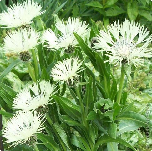 Василек белый (Centaurea margaritalba) – многолетнее растение до 25 см высотой, с махровыми белыми цветками, собранными в соцветия-корзинки диаметром 4 см. Редкий вид занесен в Европейскую Красную книгу.  (фото 8)