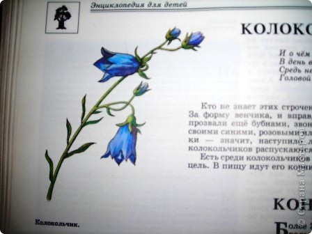 А это "прототип" из энциклопедии.
    Неприхотливые и нежные колокольчики, символ лета. Кажется, мы все о них знаем и удивить нас они ничем не могут. Но это не так.

 (фото 3)