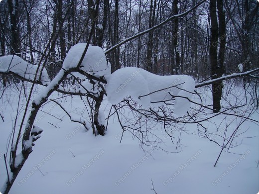 Черно- белая графика зимы. (фото 21)