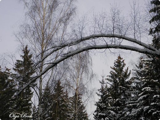 Ветки как дети, которым она дает жизнь и поднимает их  не смотря ни на что... (фото 15)