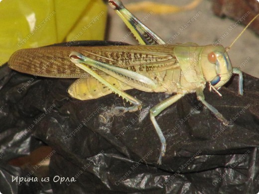 Эта большущая саранча, а может кузнечик (пока не смотрела в атласе-определителе точное название) посетил нашу летнюю кухню поздним вечером.   (фото 16)