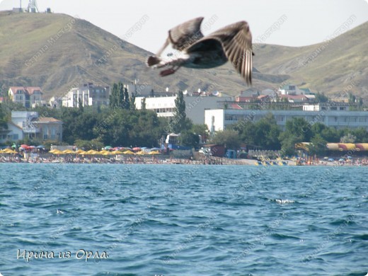 На экскурсии на Карадаг (потухший вулкан) попытались запечатлеть летящую чайку в полете (на фоне Коктебельского пляжа). (фото 25)