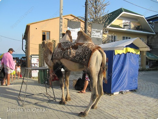 На набережной Коктебеля нам повстречался вот такой верблюд. (фото 29)