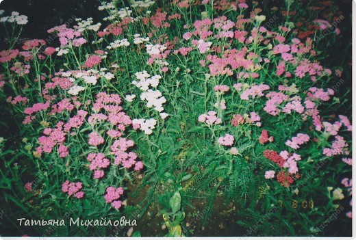 Тысячелистник. (фото 22)